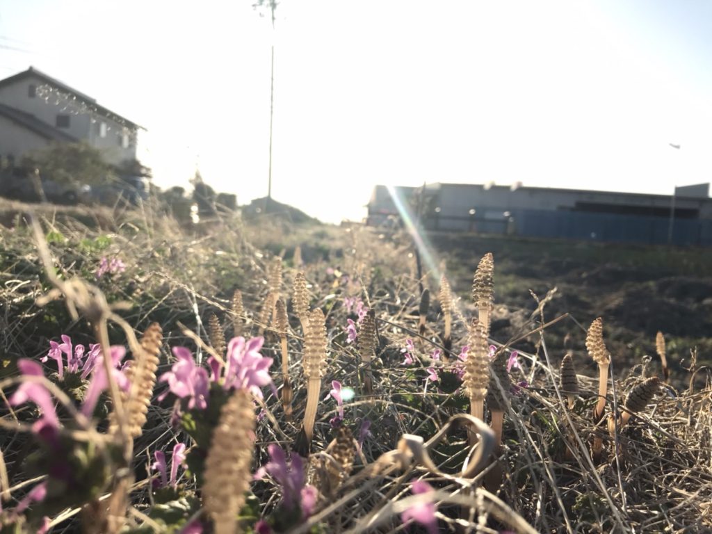 春の訪れ♪