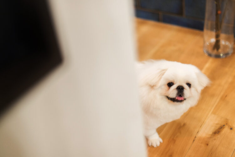 犬と快適に暮らす家づくりポイント！理想的な間取りと工夫アイデアも